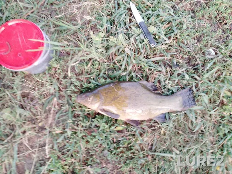 Tench — Volgogradskaya oblast, Jun 01, 2025, 4:58 AM
