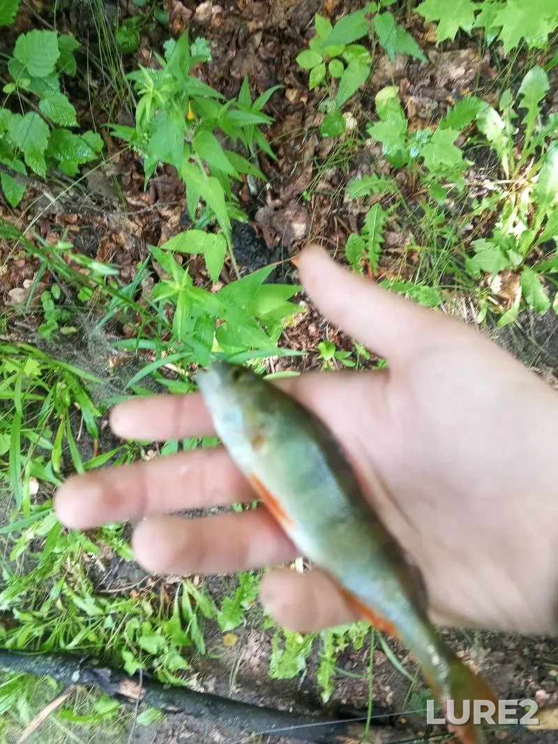 Perch, Roach — Yelchik, Jun 01, 2025