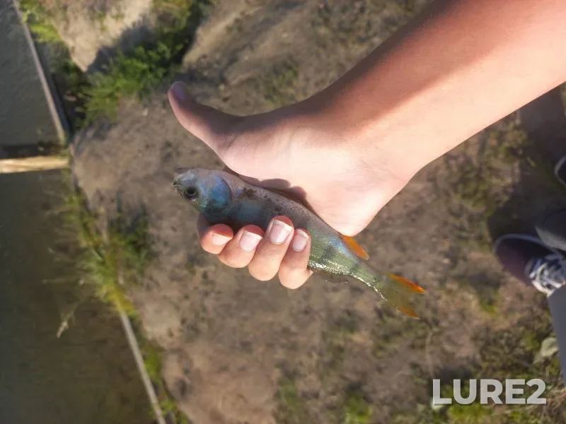 Perch — Kemerovskaya oblast, Jul 14, 2025, 7:32 PM