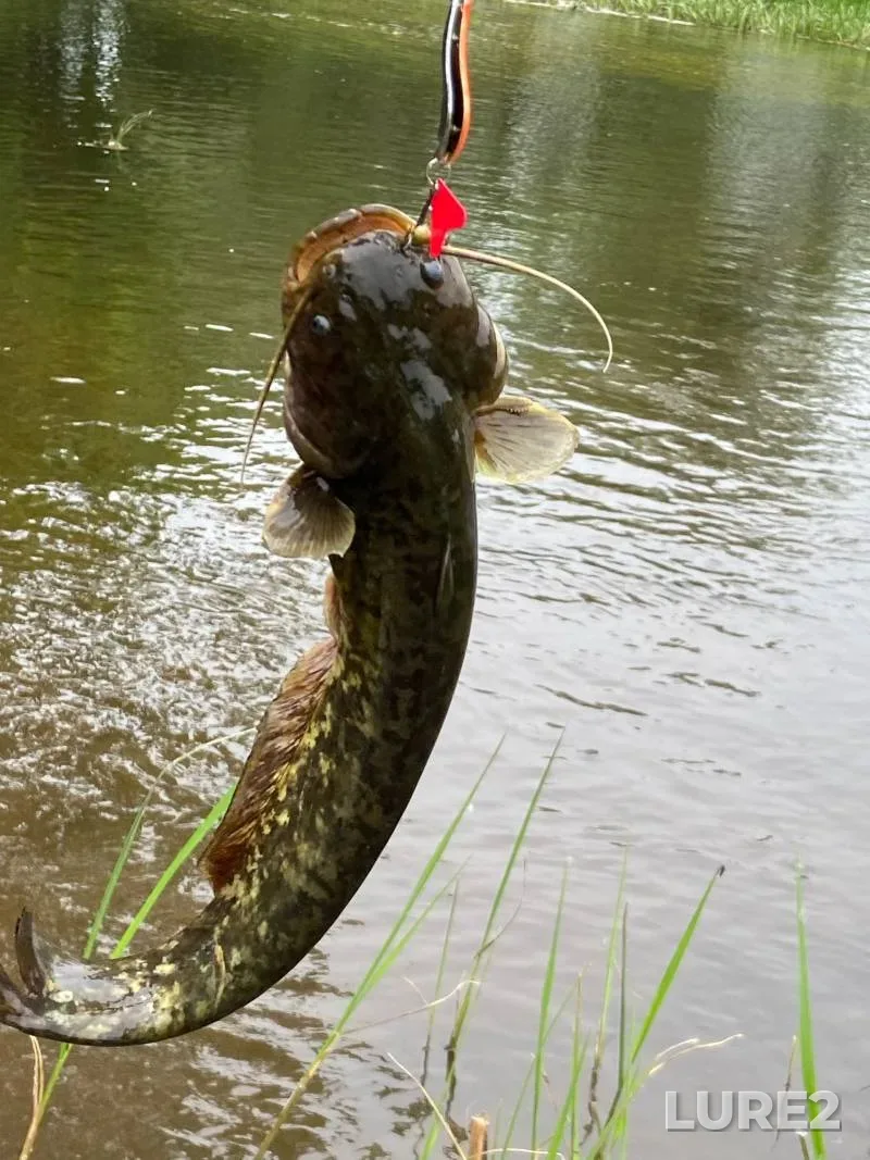 Wels catfish, Pike — Kiya, Jun 21, 2025