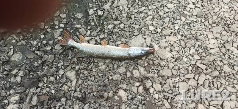 Pike — Iset, Jul 15, 2025, 1:30 PM