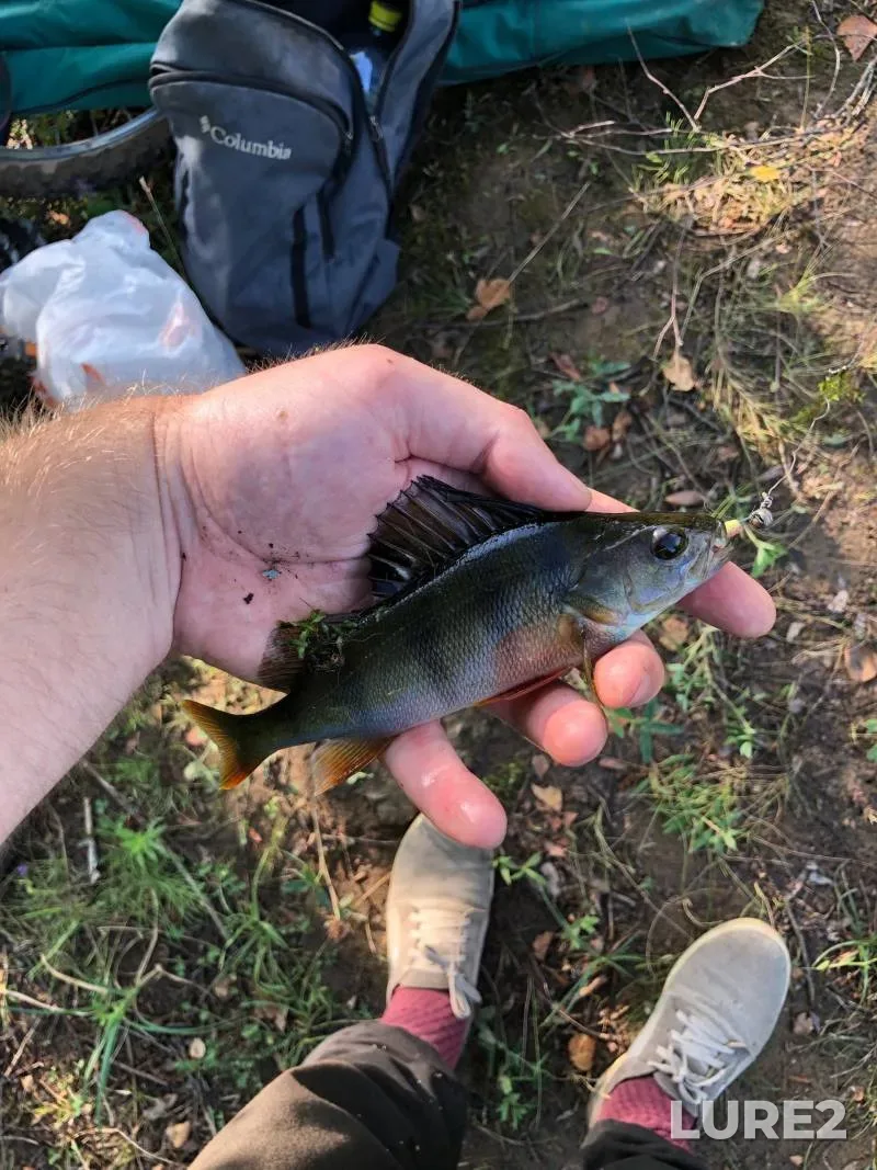 Perch — Paninskiy, Jul 21, 2025, 4:00 PM