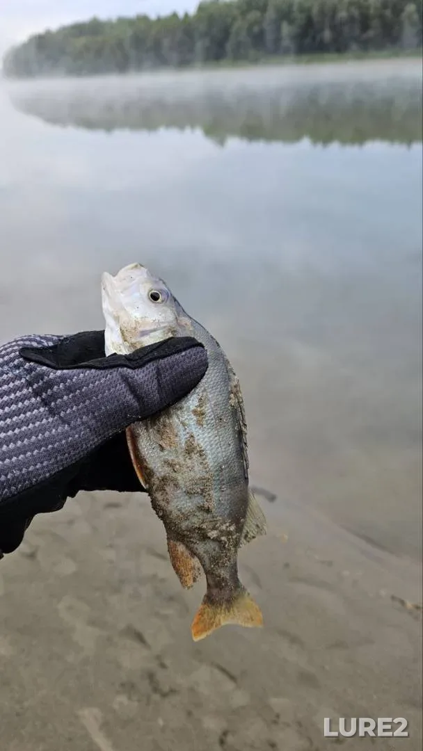 Perch — protoka Povalikhinskaya (Fedulovskaya protoka), Aug 04, 2025, 8:10 PM