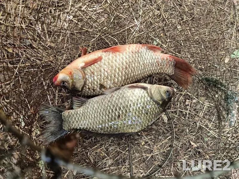 Crucian carp — Sosyka, Jul 14, 2025