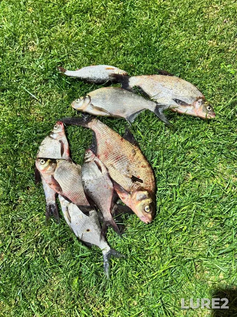 Bream, Rudd — Koregoshch, Aug 15, 2025, 4:00 PM