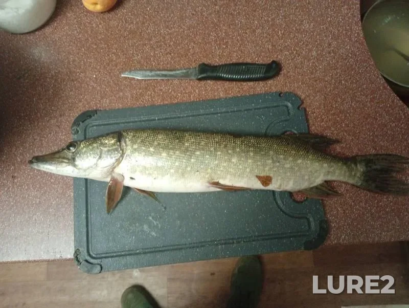 Pike — Cheptsa, Jul 27, 2025, 6:07 PM