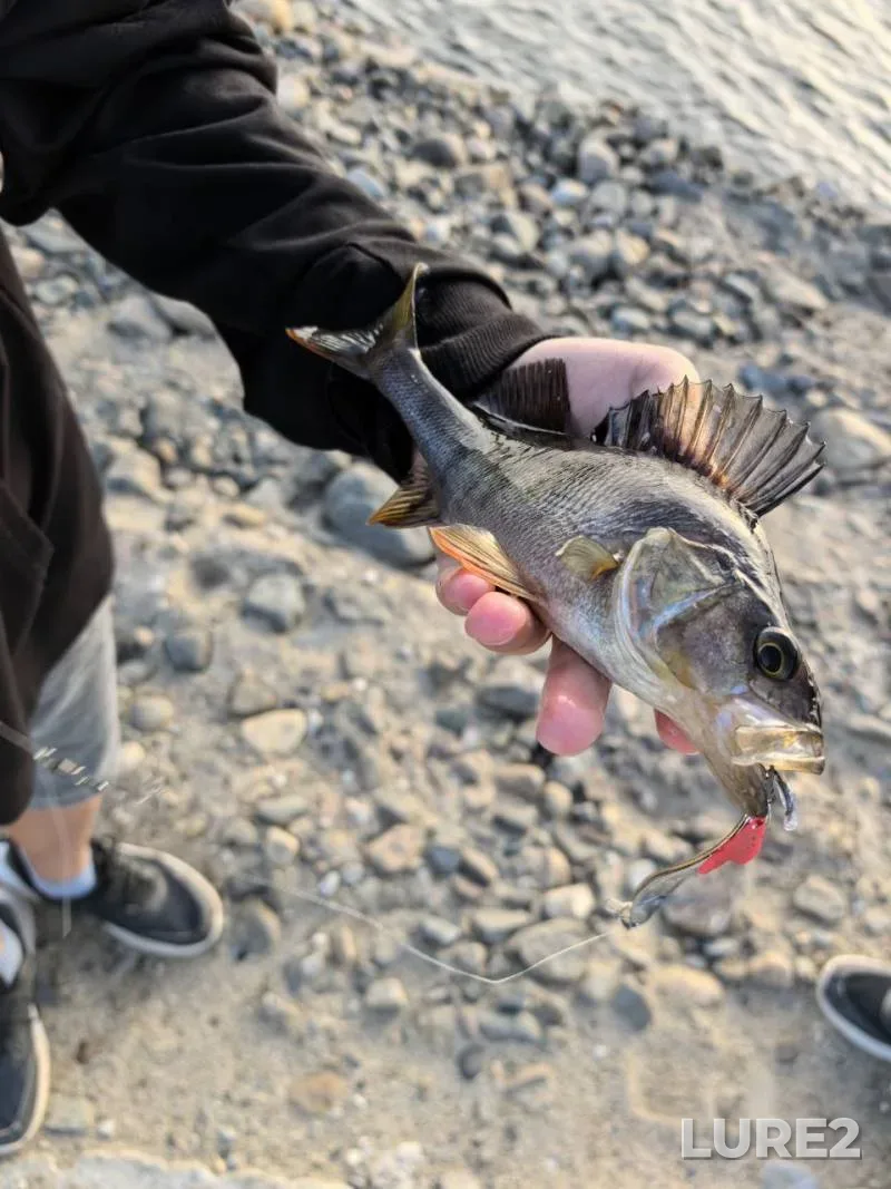 Perch — Respublika Kareliya, Jul 02, 2025, 8:50 PM