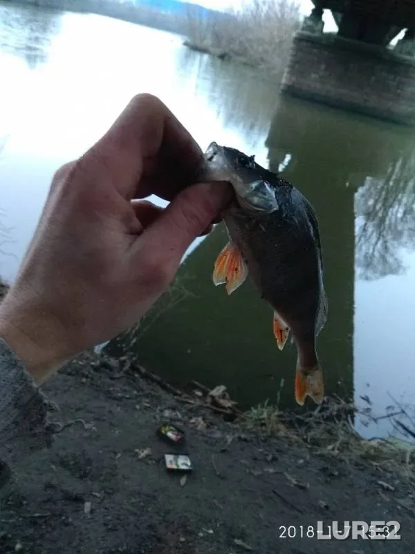 Perch — Sumska oblast, Jan 07, 2018