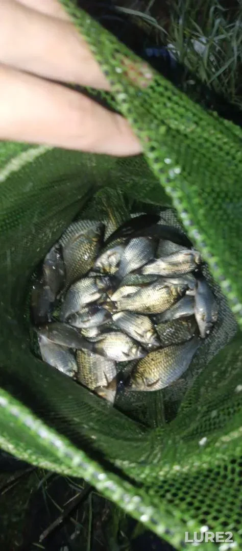Crucian carp — Pyatachyok, Aug 30, 2025, 5:45 PM