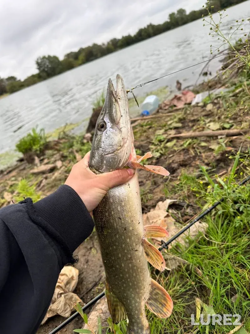 Pike — Sologoshcha, Sep 04, 2025, 8:35 AM