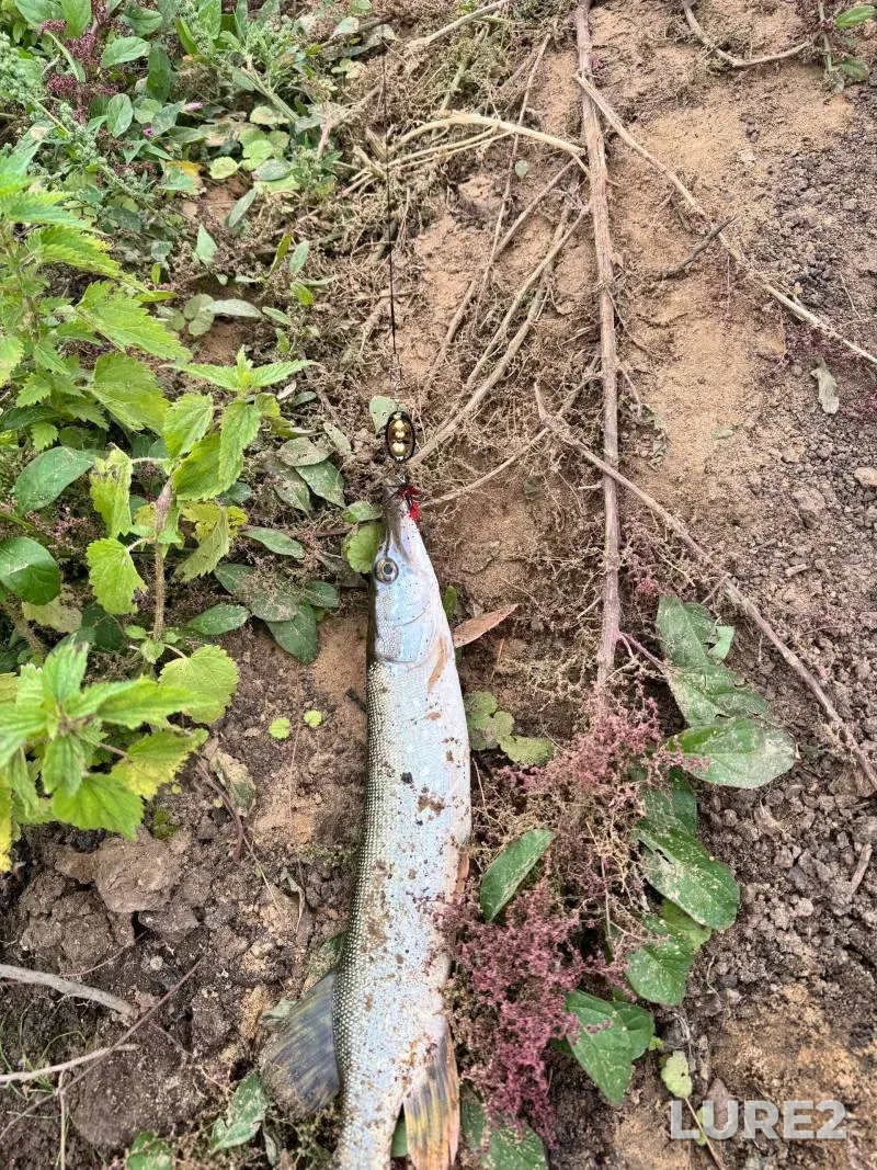 Pike — Sologoshcha, Sep 04, 2025, 9:06 AM