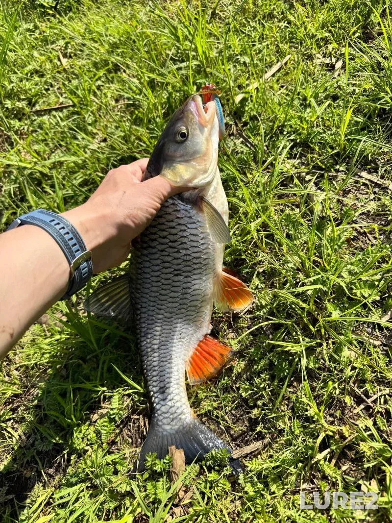 Chub — Gus, Jun 02, 2025, 3:10 PM
