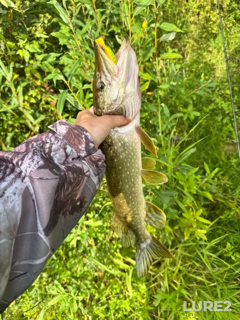 Pike — Gus, Aug 29, 2025, 3:36 PM