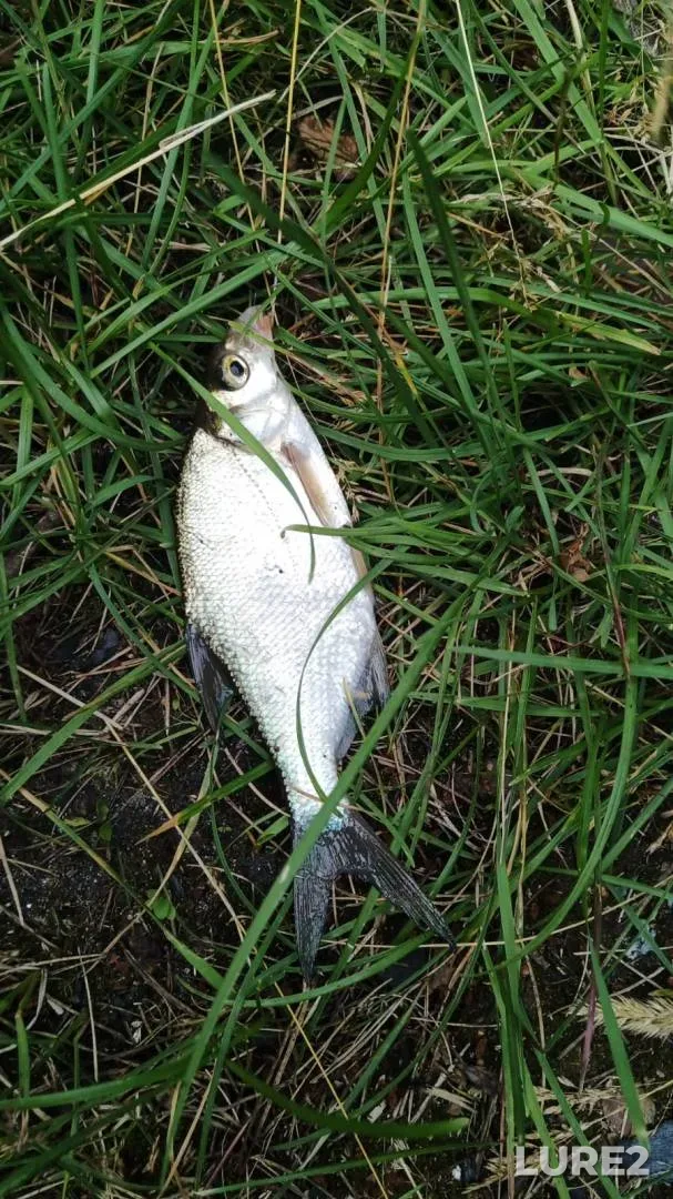 Bream — Zerkalnoye, Jul 28, 2025, 4:33 PM