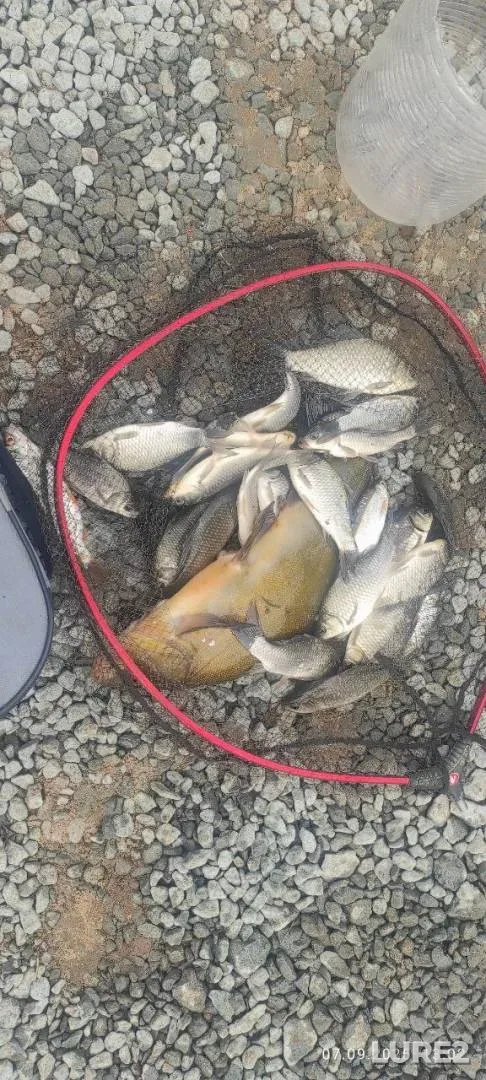 Crucian carp, Roach — Udmurtskaya Respublika, Zavyalovskiy rayon, Sep 07, 2025, 6:00 AM