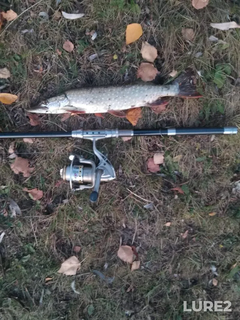 Pike — Respublika Chuvashiya, Oct 09, 2024, 6:50 PM