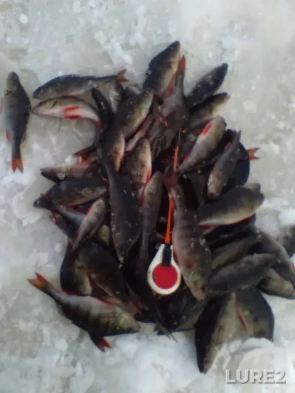 Perch — Nungosha, Jan 28, 2017