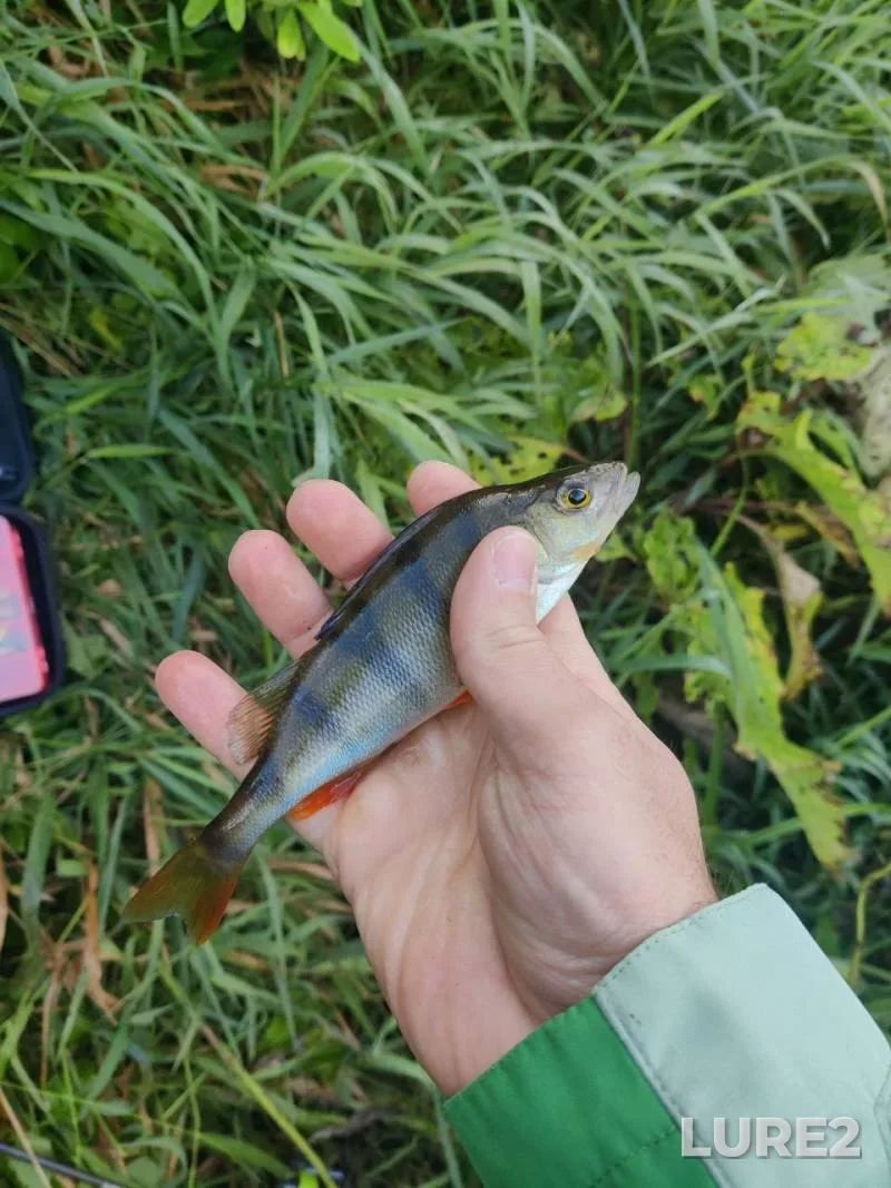 Perch — Pekhorka, Sep 16, 2025, 8:38 AM
