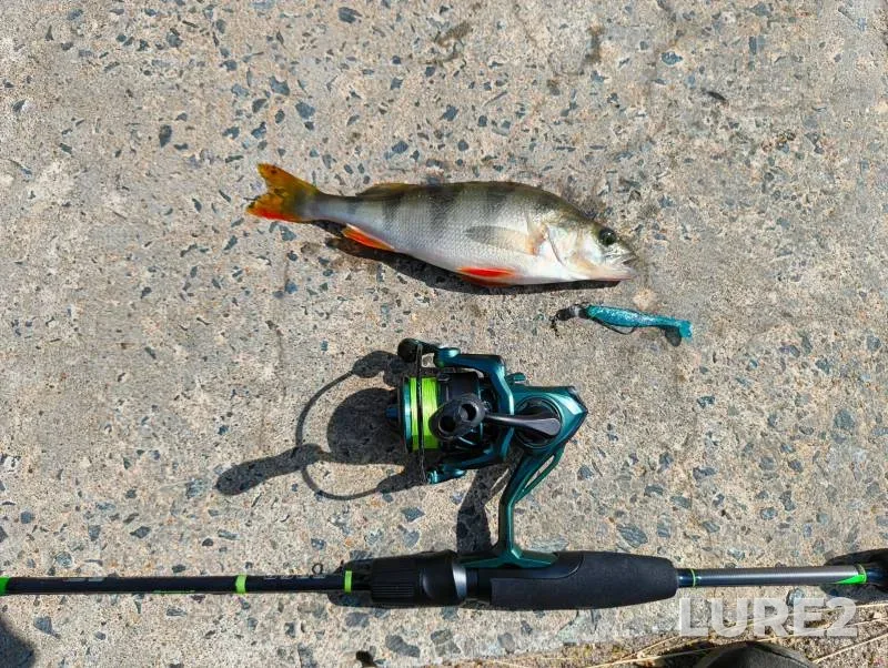 Perch — Severnaya Dvina, Jul 03, 2025, 2:30 PM