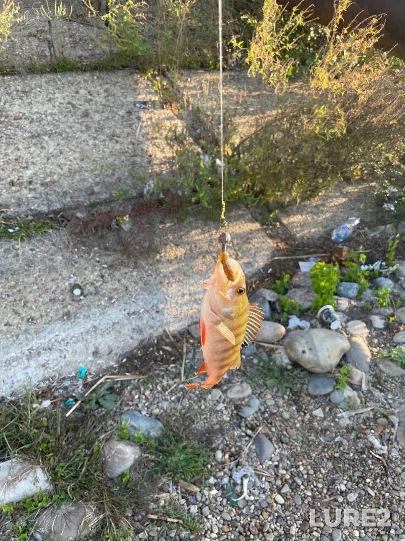 Perch — Chibiy, Sep 24, 2025, 7:20 AM