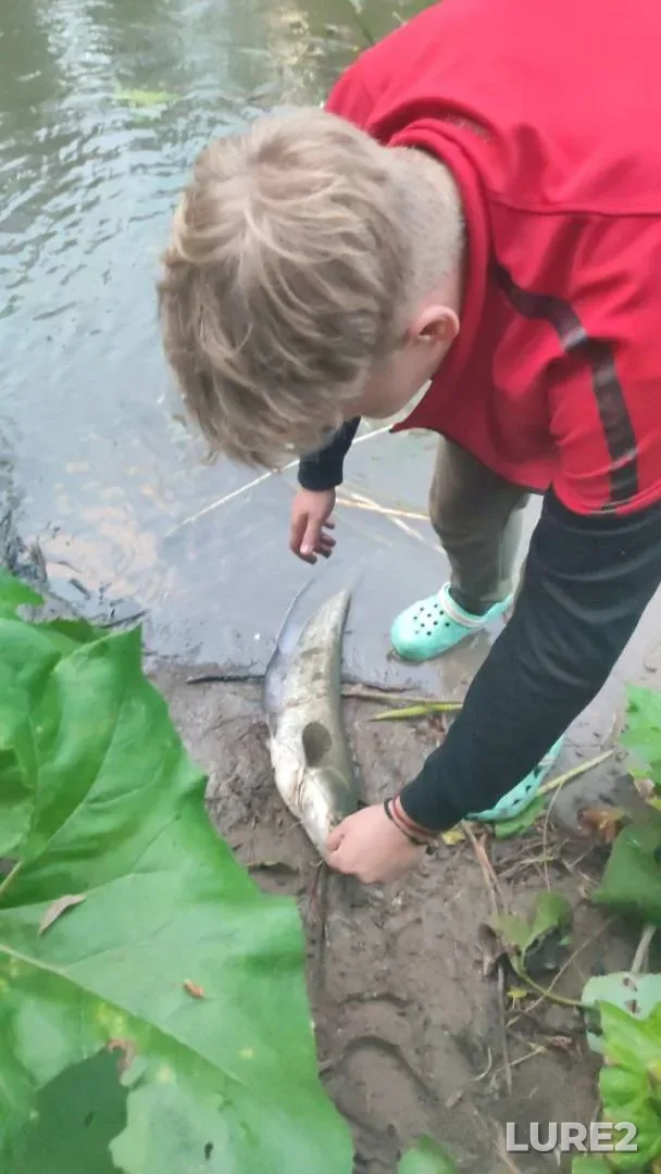 Wels catfish — Sok, Aug 07, 2025, 8:04 PM