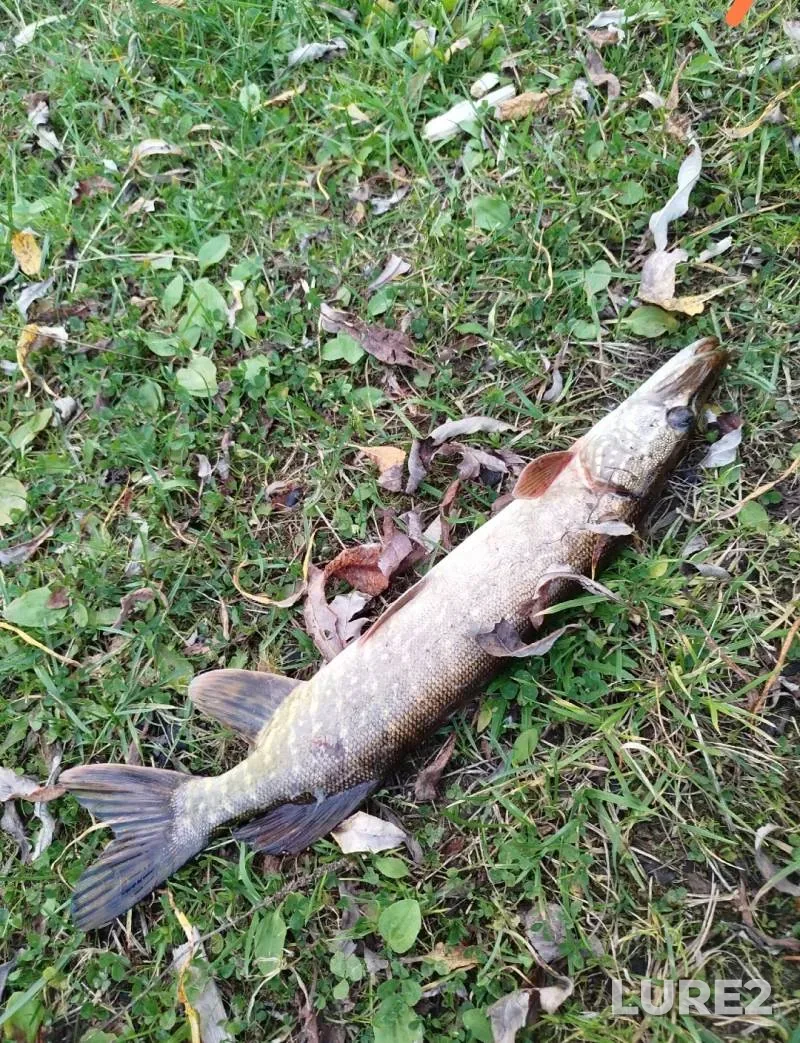 Pike — Arkhangelskaya oblast, Sep 18, 2025, 6:40 AM