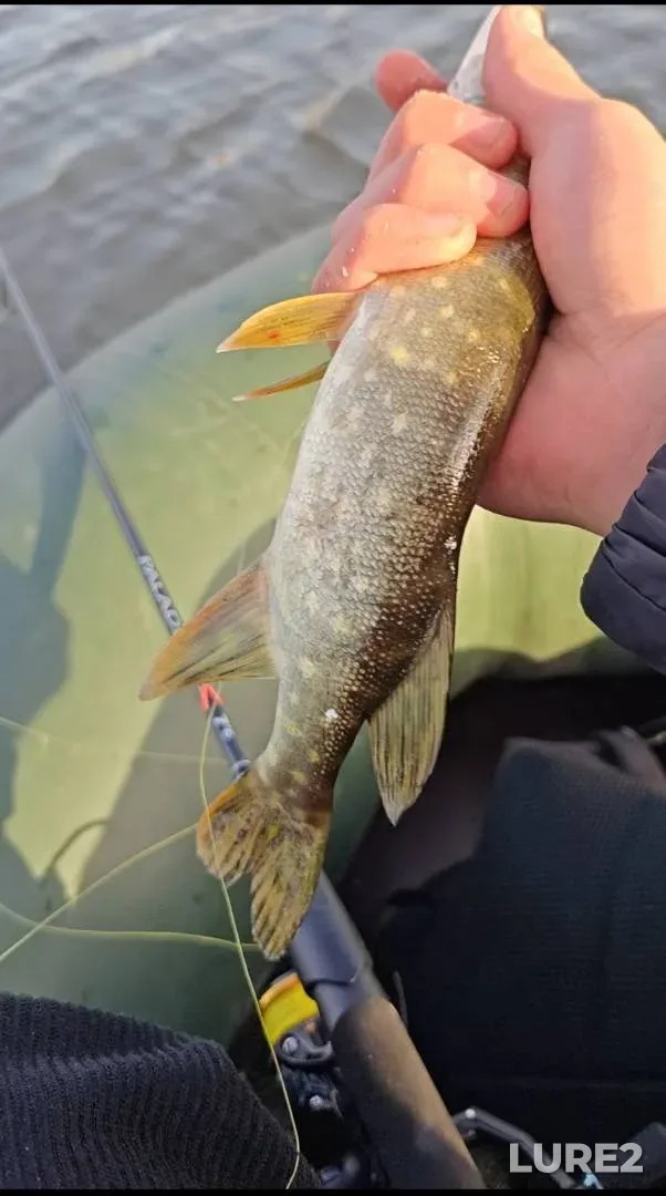 Pike — Respublika Tatarstan, Oct 06, 2025, 8:11 AM