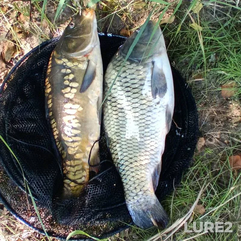 Carp — Istok, Jul 26, 2025