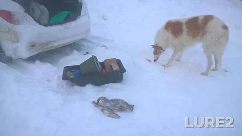 Pike — Ozyorskoye, Dec 04, 2016