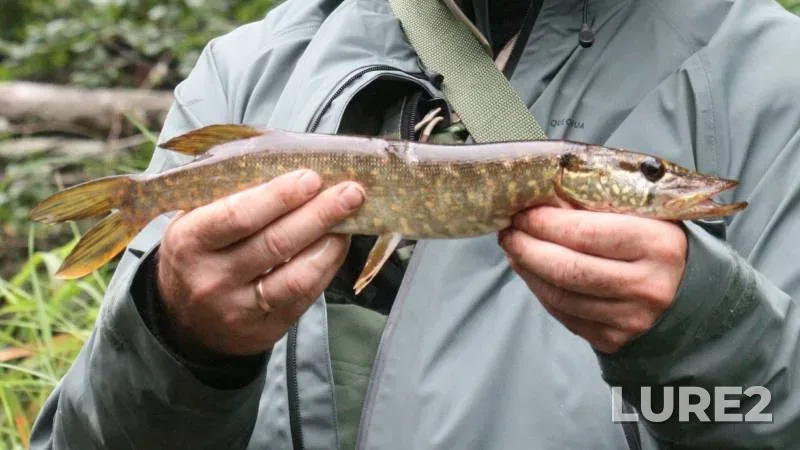 Pike — Malaya Bogtenga, Aug 13, 2025, 2:55 PM
