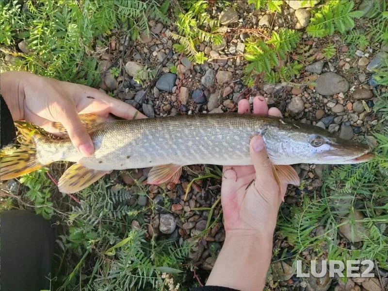Pike — Tom, Sep 06, 2025, 6:39 PM