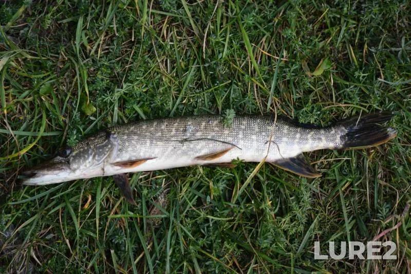 Pike — Vladimirskaya oblast, Oct 11, 2025, 9:57 AM