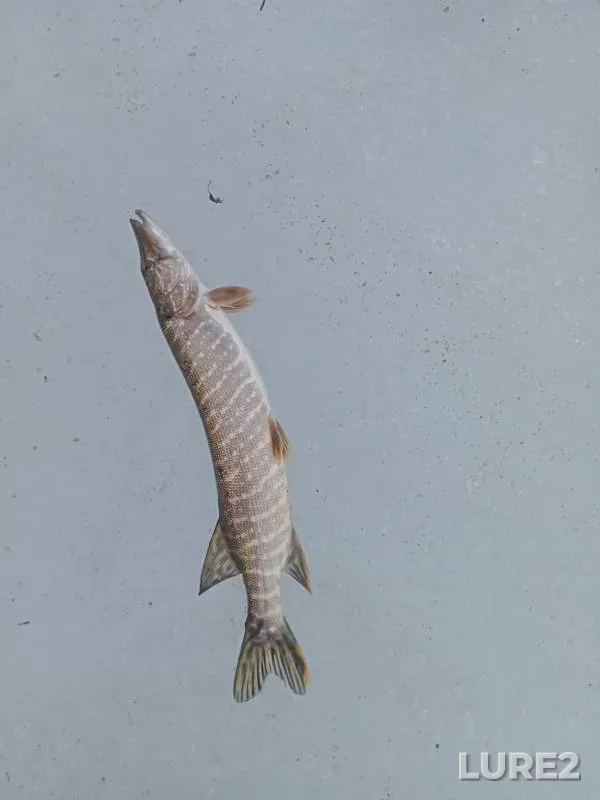 Pike — Kakva, Apr 13, 2024, 8:43 AM