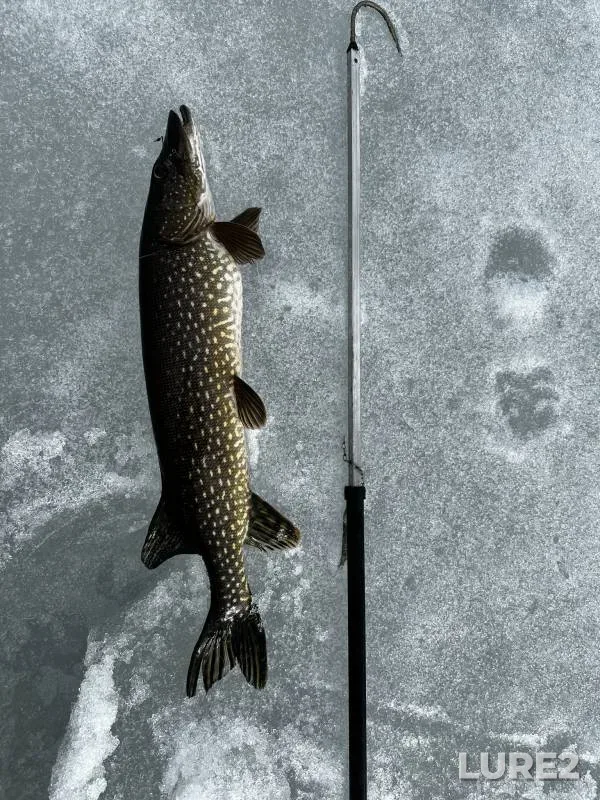 Pike — Pistayarvi, May 13, 2024, 5:42 PM