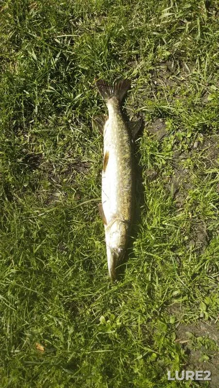 Pike — Nizhneye Pachozero, Jul 03, 2024, 9:24 AM