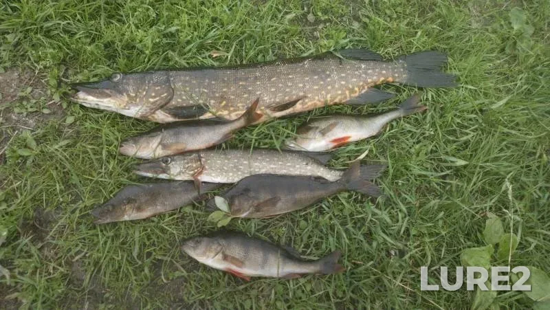 Perch, Pike — Nizhneye Pachozero, Jul 03, 2024