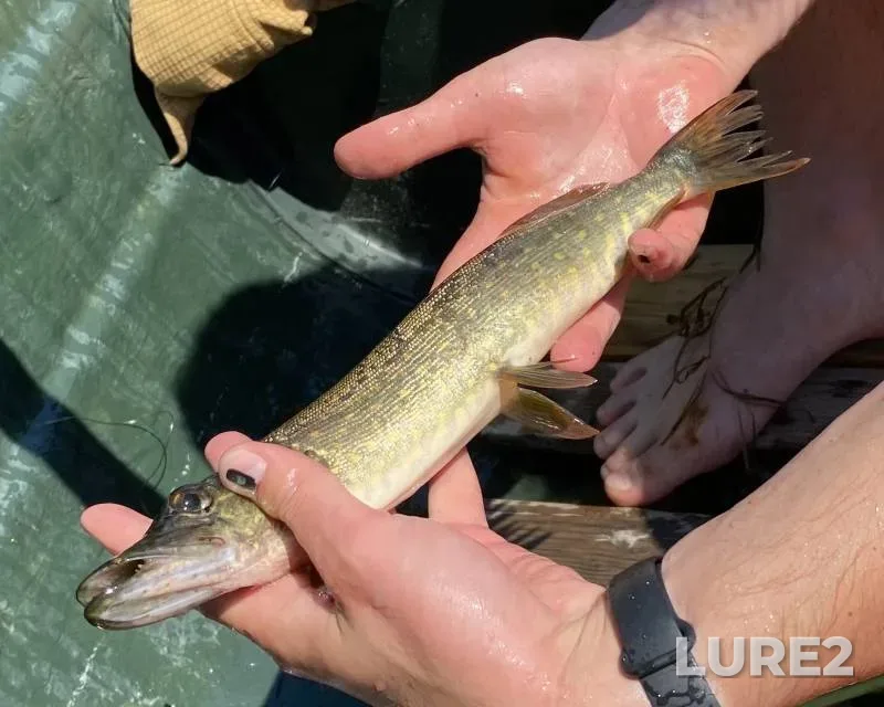 Pike — Kruglenkoye, Jul 11, 2022