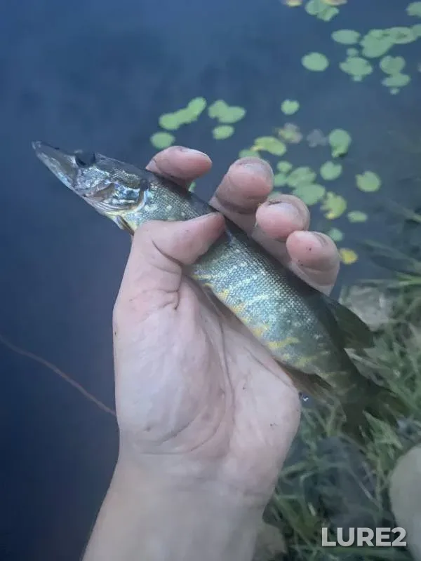 Pike — Lososinskoye, Jul 28, 2021