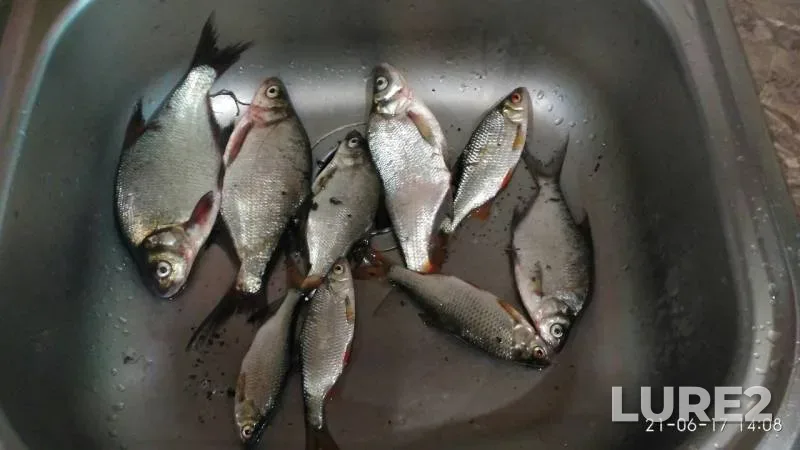 Bream, Roach — Psyol, Jun 21, 2017