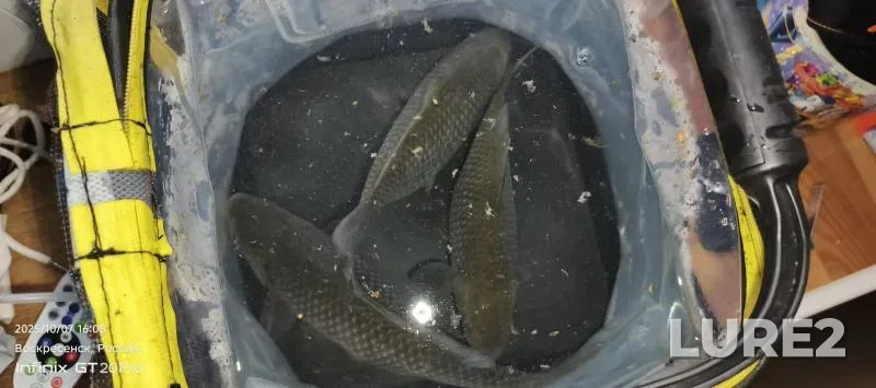 Crucian carp — Natynka, Jul 10, 2025, 2:49 PM