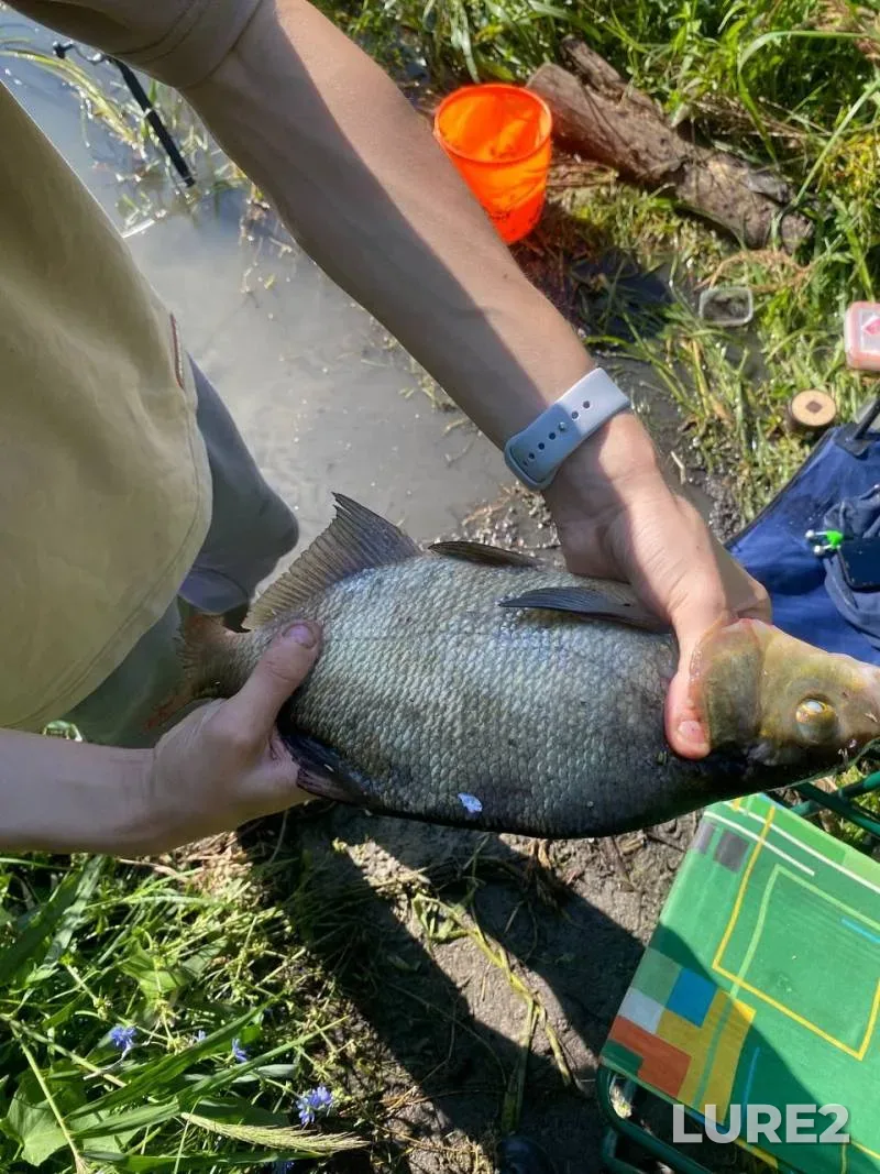 Bream — Tsna, Jul 10, 2025, 6:00 AM