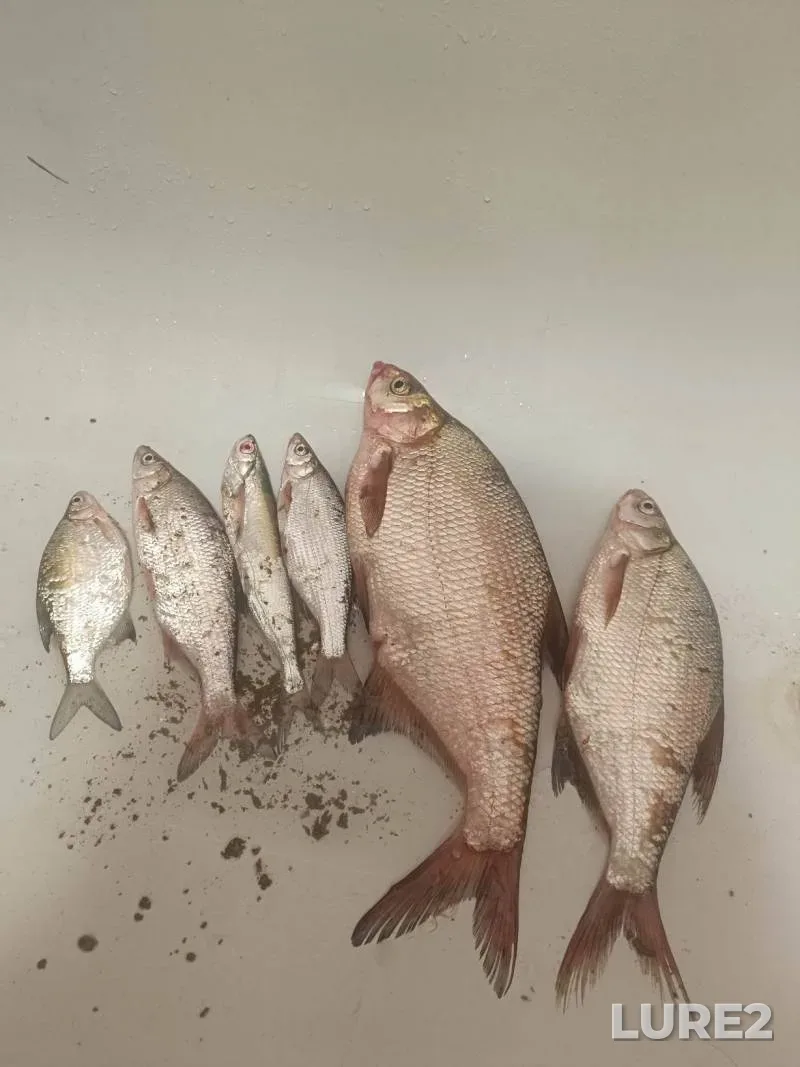 Bream, White bream — Kuban, Sep 20, 2025, 8:05 PM