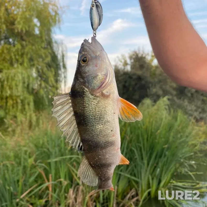 Perch — Velinka, Aug 15, 2025, 5:52 PM