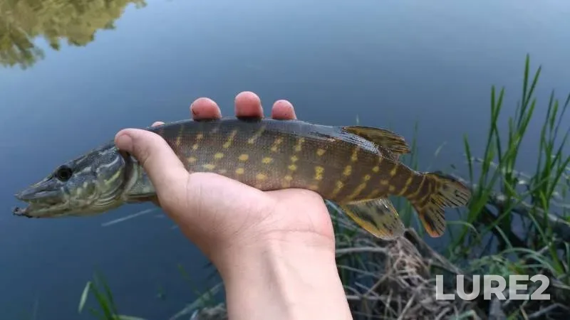 Perch, Pike — Psyol, May 31, 2017