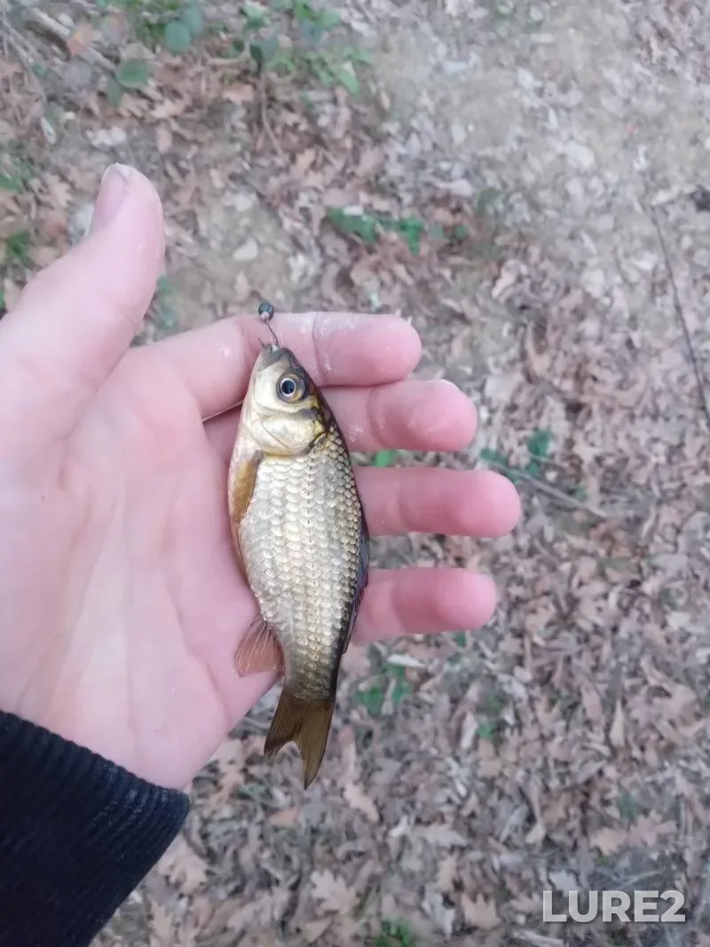 Crucian carp — Pshish, Nov 16, 2025, 3:14 PM