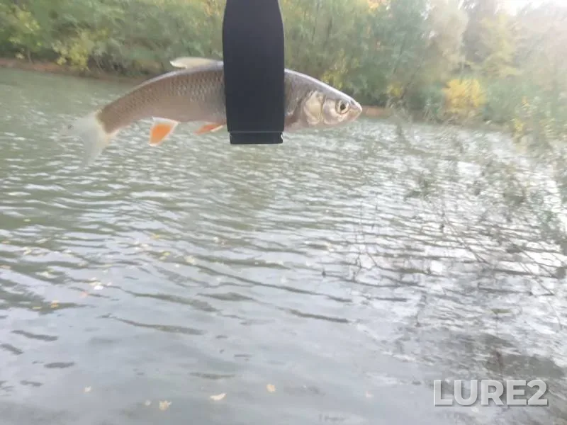 Chub — Pshish, Oct 24, 2025, 4:26 PM