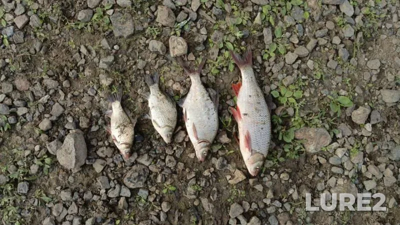Bream, Crucian carp — Tura, Aug 20, 2025, 8:24 AM