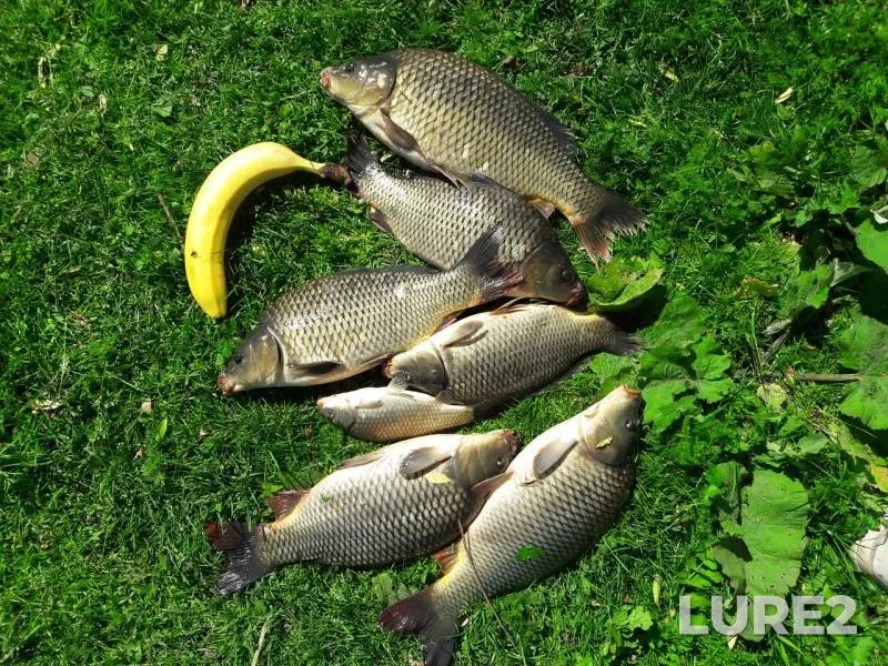 Carp — Sumska oblast, May 29, 2017