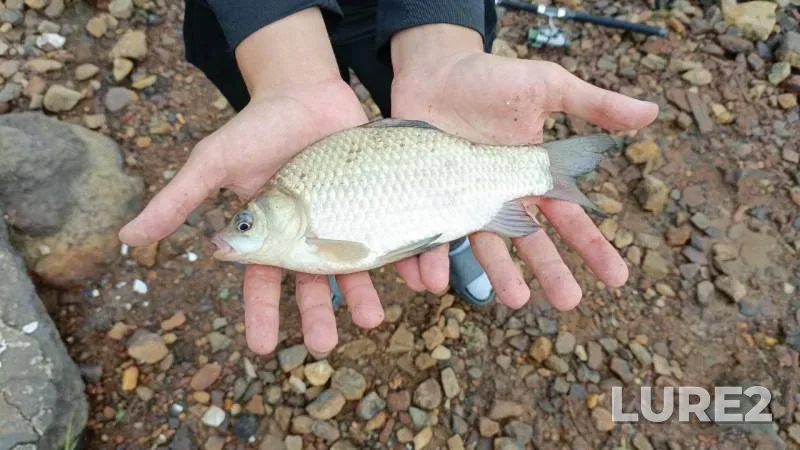 Crucian carp, Roach — Tura, Jul 31, 2025, 7:18 AM