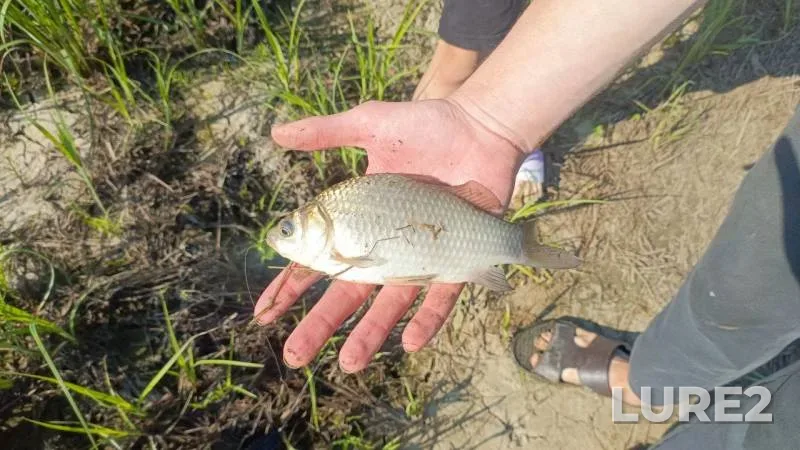 Crucian carp, Perch — Tura, Jun 28, 2025, 4:57 PM